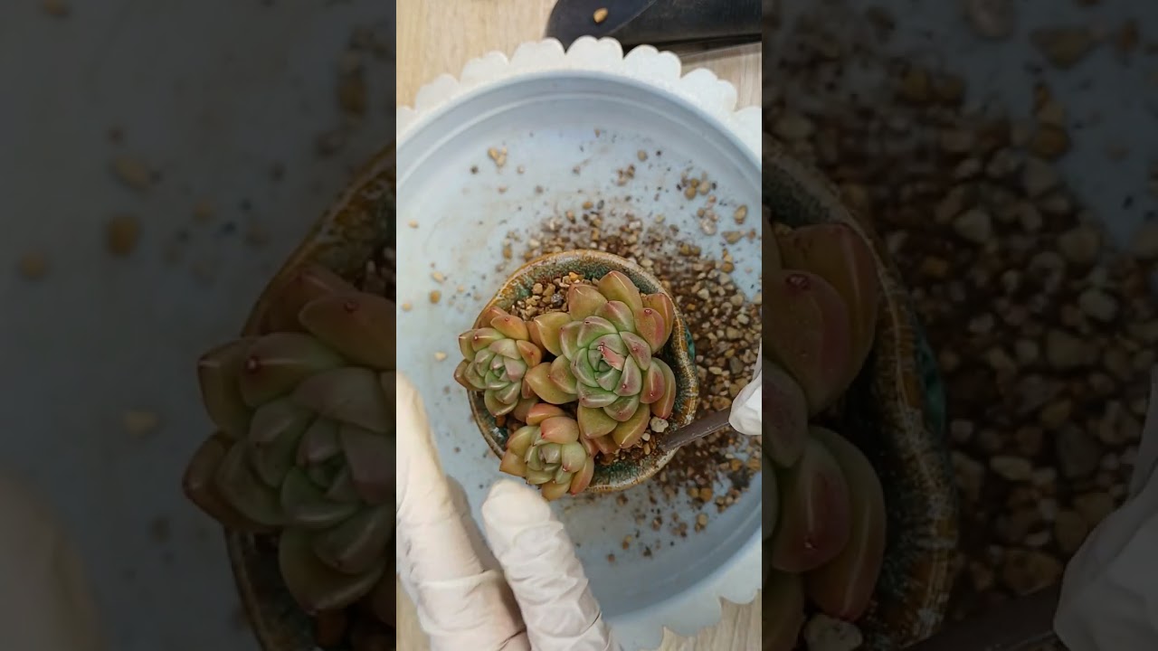 ㅋㅋ 멍청이바보 정수^♡^