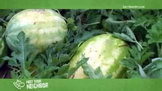 Meet Your Neighbor...Moore's Produce Watermelons