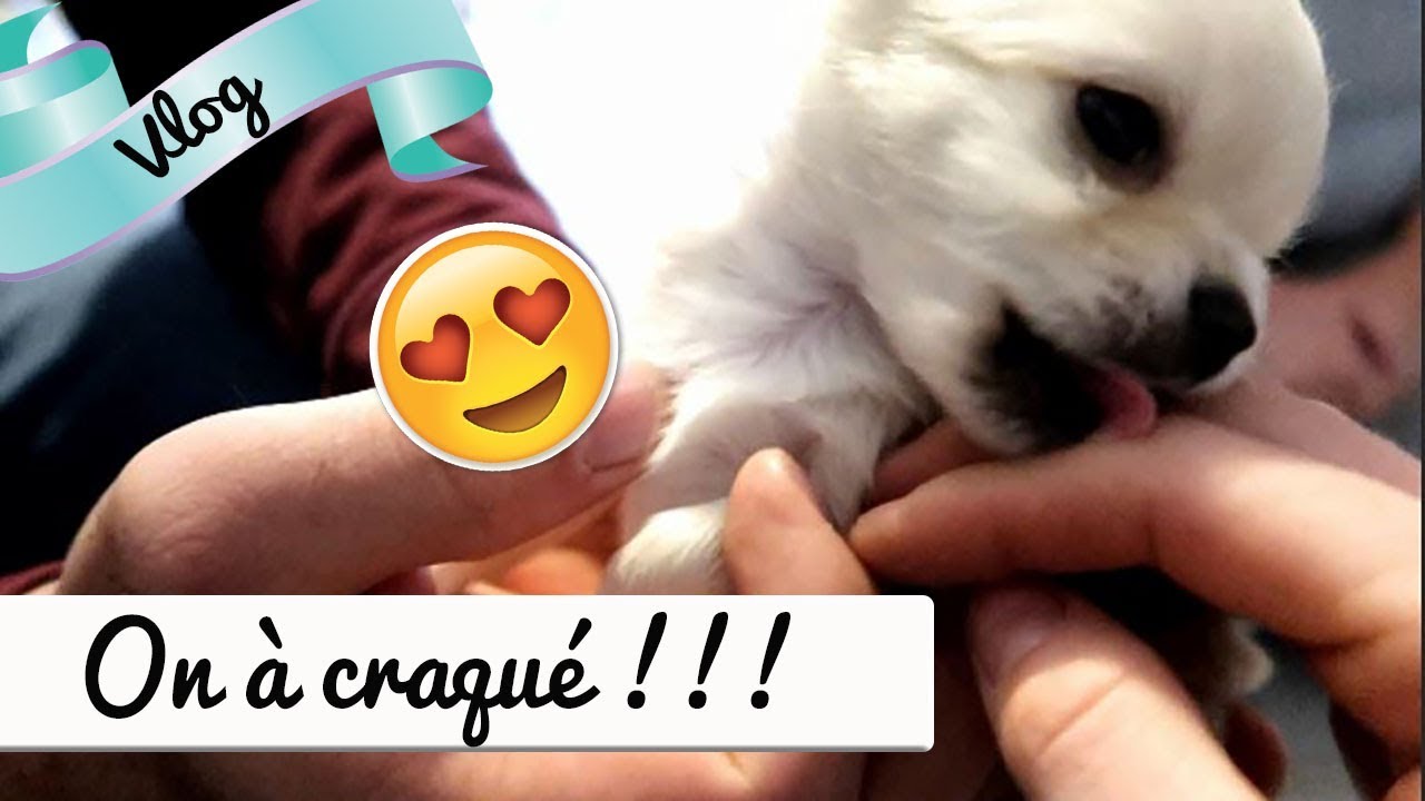 [ VLOG FAMILLE ] ON ADOPTE UN PETIT CHIOT ! blog maman suisse