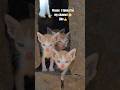 cute little cats 🐈 #cat  #catlovers10m #shorts #s26ultra #s25ultra #catperson #mycat #catsquare