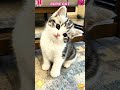 Poor Kitten #cutepet #pet #kucing #kitty #funny