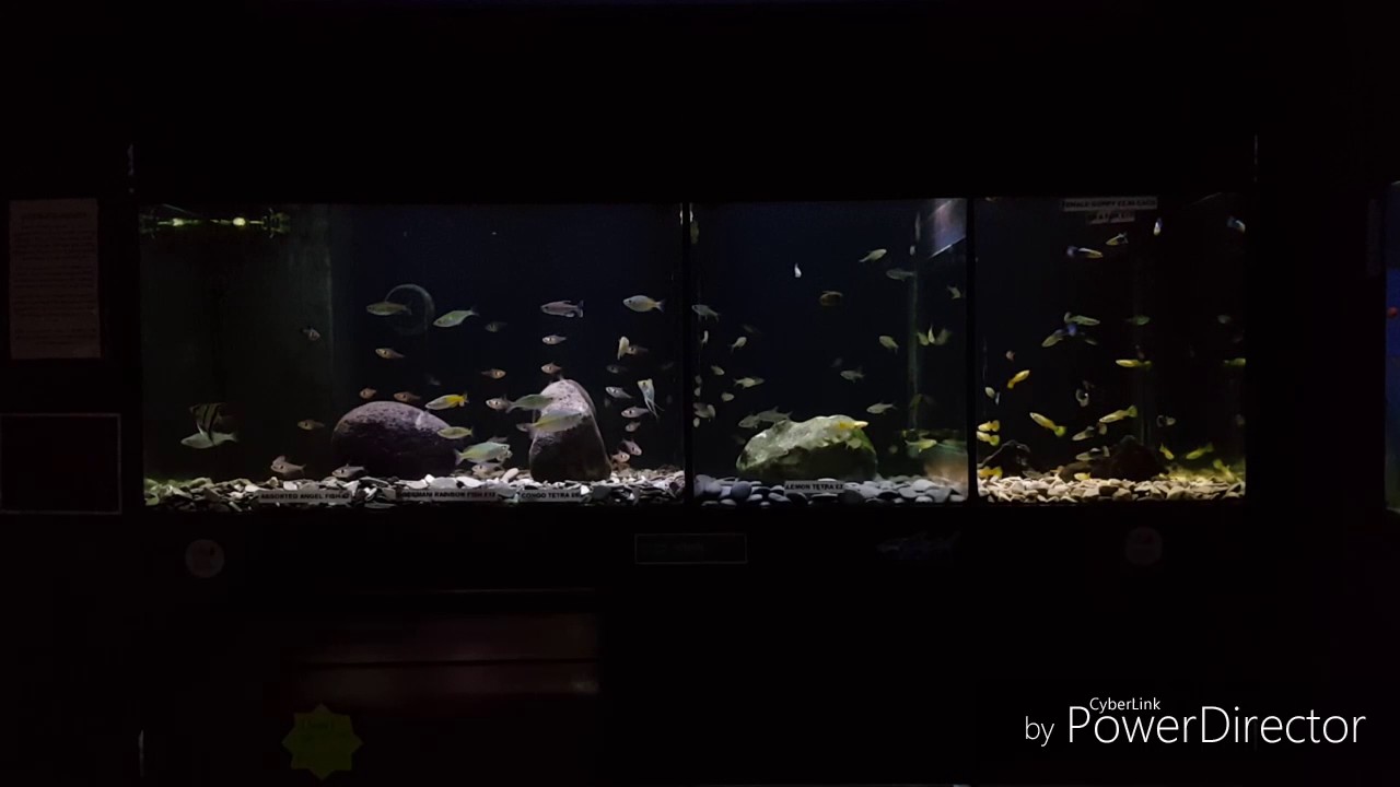 DENNERLE planta hunter gravels @ crowders aquatics