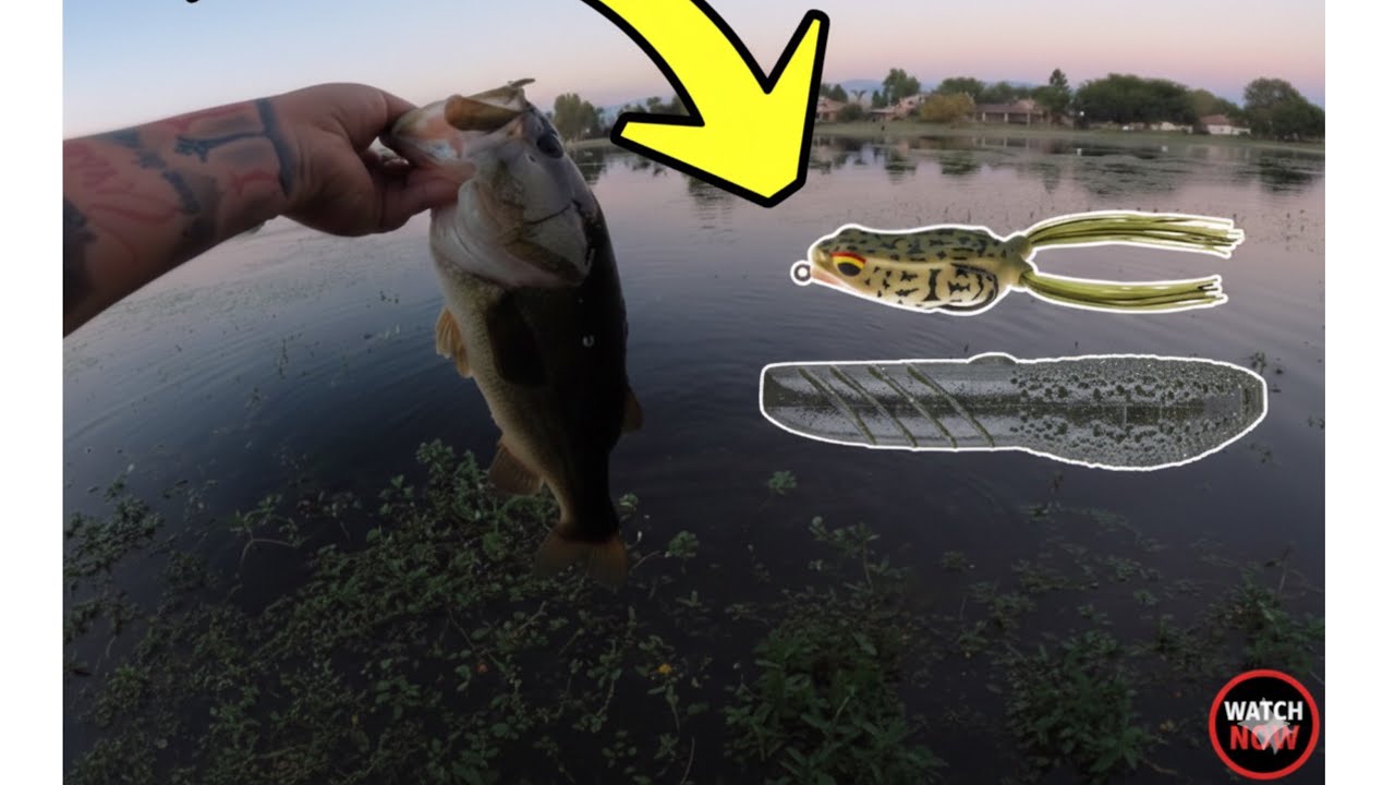 Bass fishing Summer to fall transition with frogs and Deps cover scat!