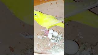 Lotino budgerigar egg hatching????short video..pakhi pramik