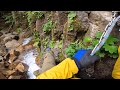 お山歩カメラ 武奈ヶ岳 八ツ淵の滝を巡る上級向けコースをお山歩