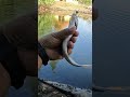 Casting Ikan Bulan