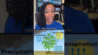 How will "corn sweat" make heat waves feel even hotter