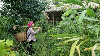 Download Lagu Renovating an abandoned bamboo house, turning it into a shelter and survival place MP3