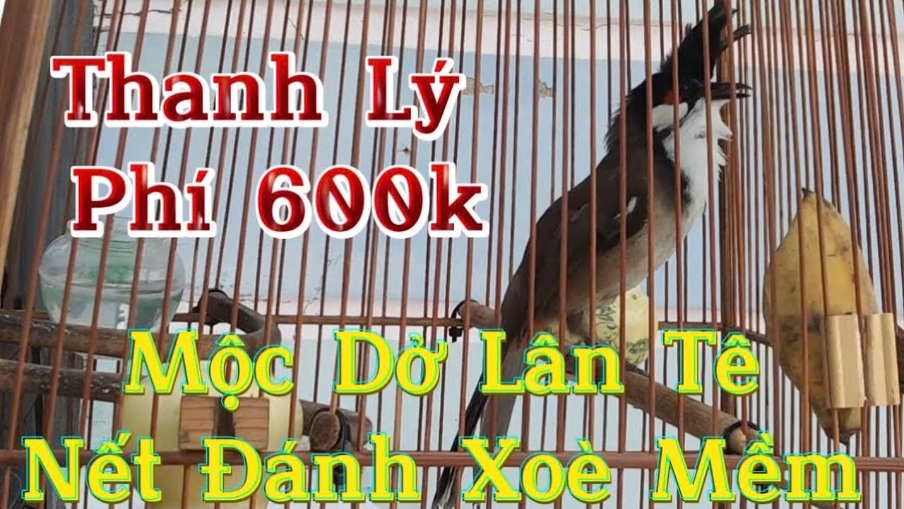 22/2 siêu phẩm bổi avi / đấu sô lô mồi ché xoè / bộ to dài đòn / siêu lì đòn