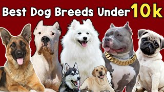 Budget Friendly Dog Breeds | Best Dog Breeds Under 10000 | Cheapest Dog Breeds In India