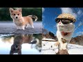 😼 Funniest Animals 🐶Try Not to Laugh🤣 Compilation of the Cutest Cats and Dogs Videos  🔴 #11