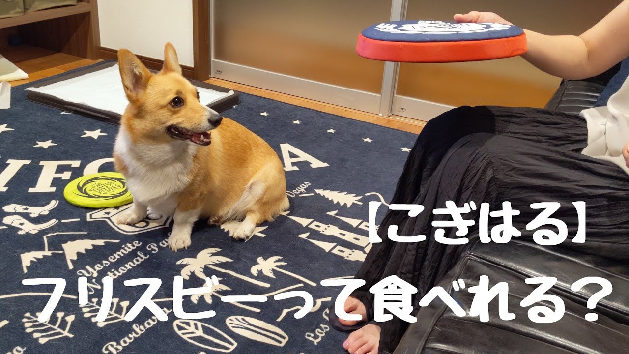 祈り 失効 銃 こぎ こぎ コーギー 町 強度 サイトライン