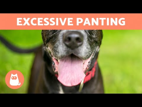 Video: 15 Punca Panting dalam Anjing