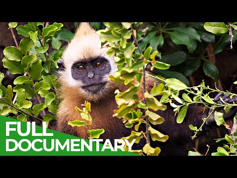 On the Brink of Extinction - Saving the Last Cat Ba Langurs | Free Documentary Nature