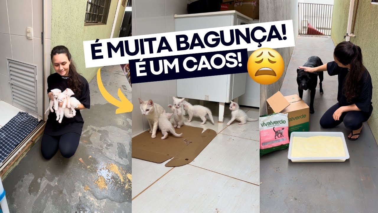 NOSSA ROTINA CUIDANDO DE 4 GATOS FILHOTES E A MÃE GATA 🐱 30 dias cuidando deles 🤍