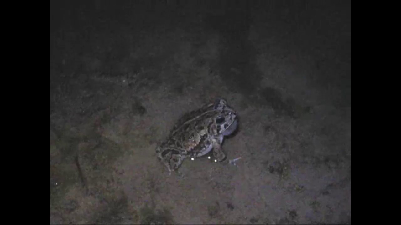 Calling Male Fowler's Toad - YouTube