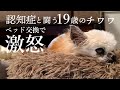 認知症と闘う19歳のチワワ | ベッド交換で激怒するロン