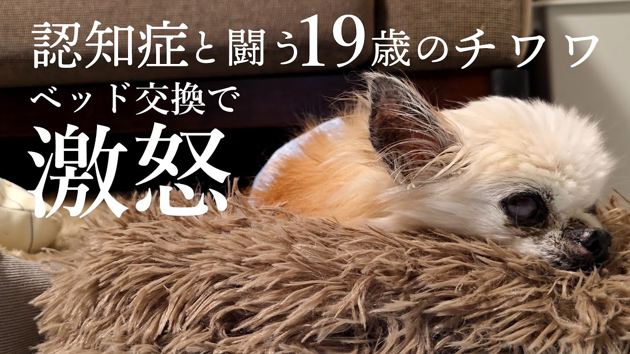 認知症と闘う19歳のチワワ | ベッド交換で激怒するロン