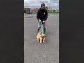 Reactive Lead pulling Cavapoo!