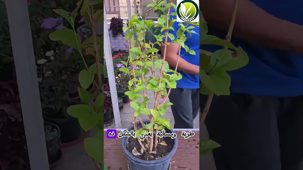 سماد سحري لنبات الفل 🌿🌸 #زراعة_الأسطح #اكسبلور #اشجار #زراعة #garden