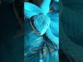 Blue Snake Amazing Blue Snake Amazing