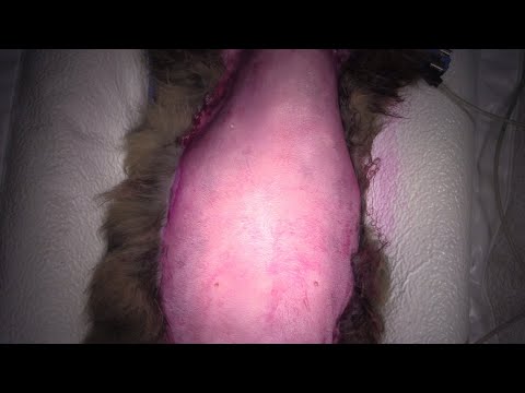chemotherapy port Live stream - liver lobectomy in a cat