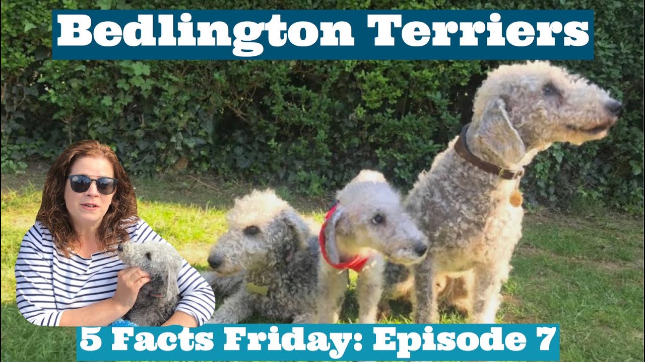 5 FACTS FRIDAY: Bedlington Terriers, Bedlington Fur, Bedlington History