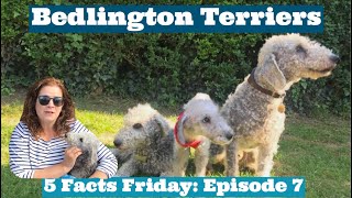 Celebrity 5 FACTS FRIDAY: Bedlington Terriers, Bedlington Fur, Bedlington History Profile