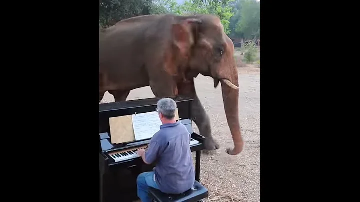 Classical pianist Paul Barton playing the piano for rescue elephant chaichana in Thailand.