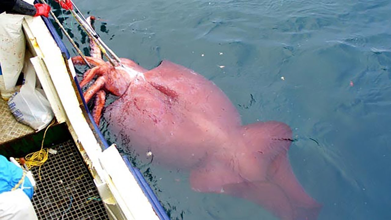 Exploring Giant Squids - Mysterious Deep Sea Creatures & Unique Squid ...