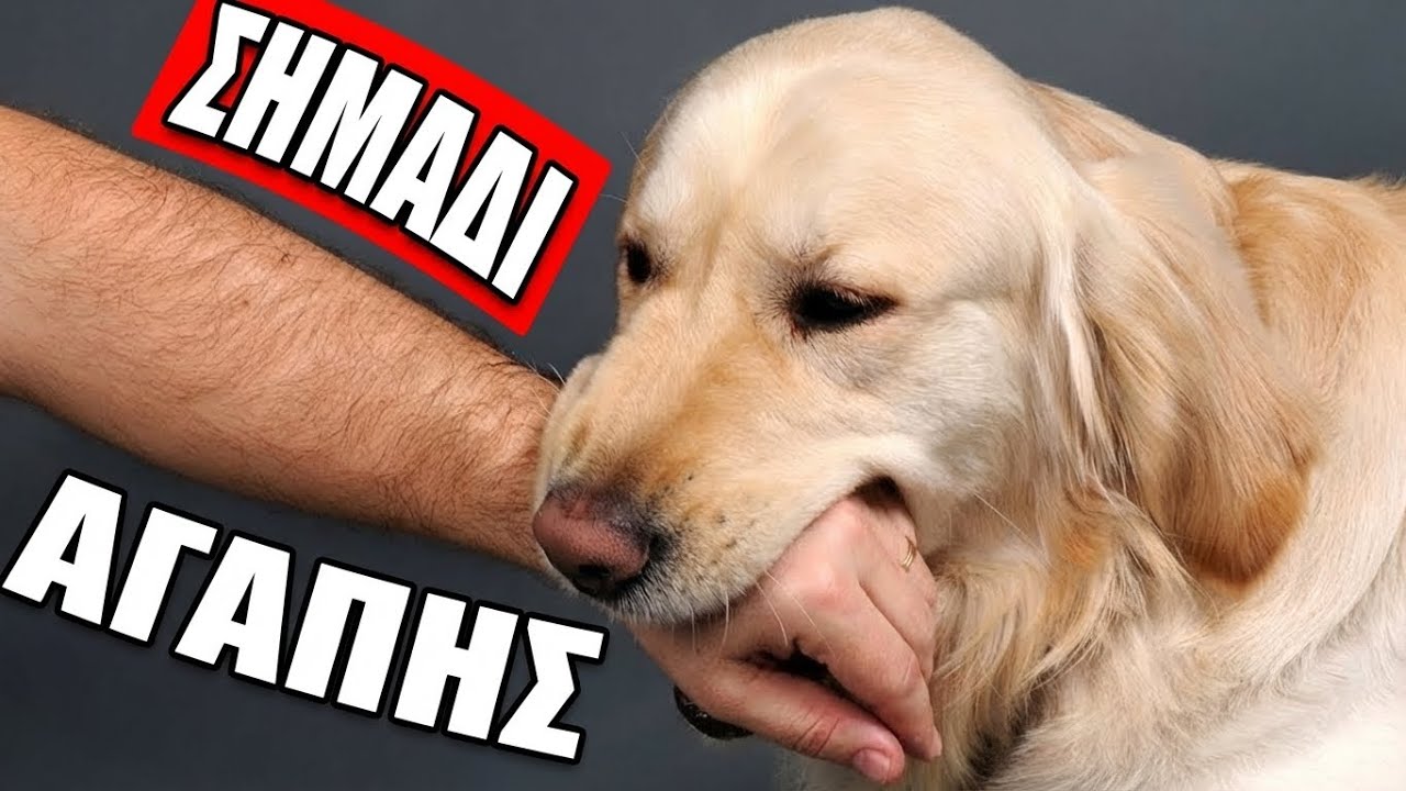 7 Σημάδια Ότι ο Σκύλος Σου Έχει Δεθεί Μαζί Σου (Όχι Κάθε Ιδιοκτήτης Σκύλου) Thumbnail