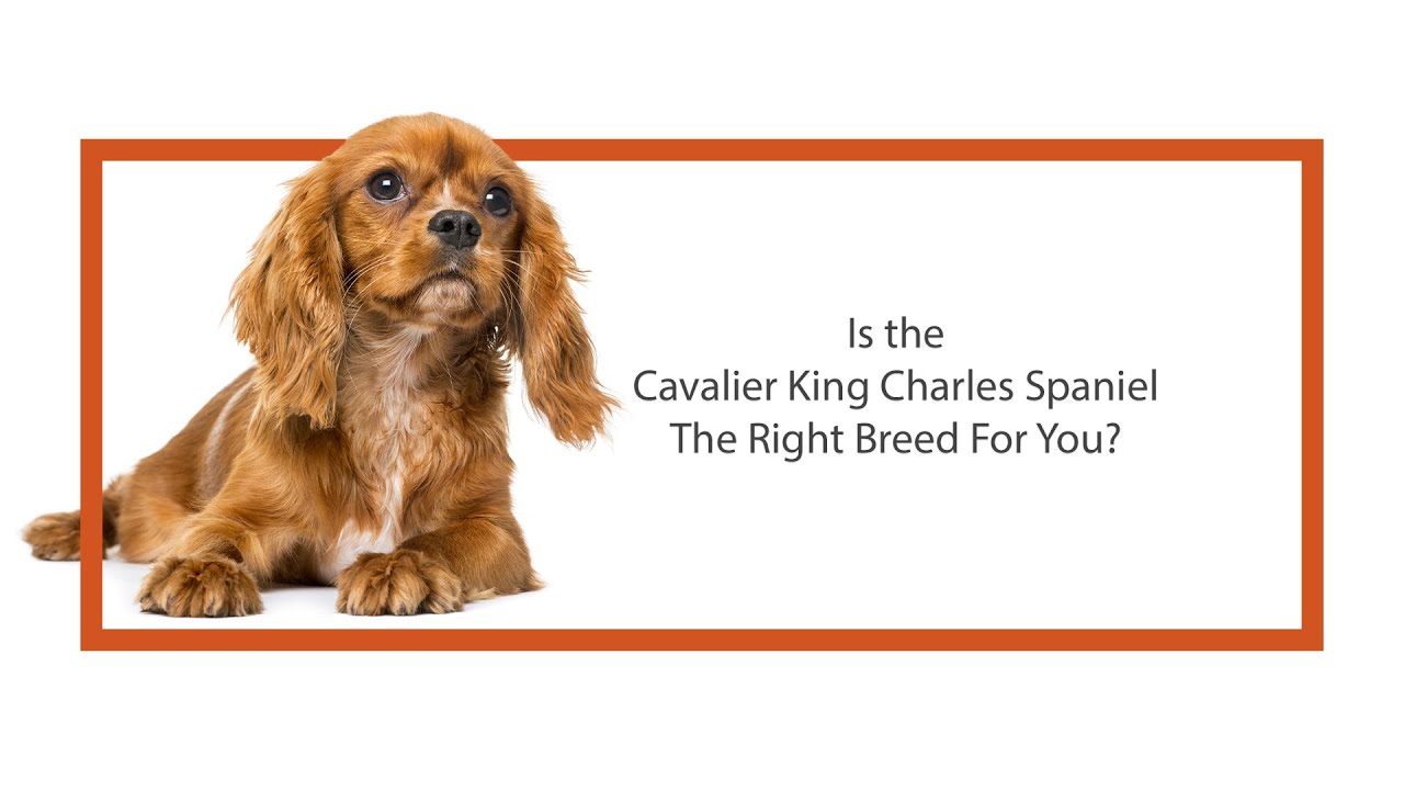 king charles cavalier lifespan