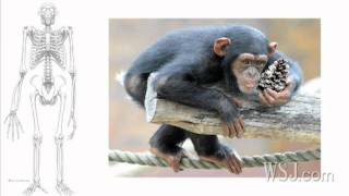 'Ardi' Fossil Altering Ideas on Human Evolution