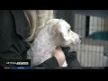 Dog found abandoned at Eastpointe grocery store