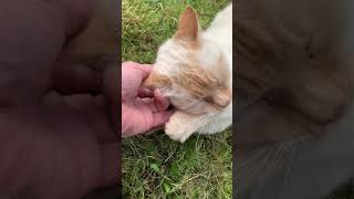 Cute Cat Part 9 ❤️😻❤️ A Flame Point Siamese 🔥