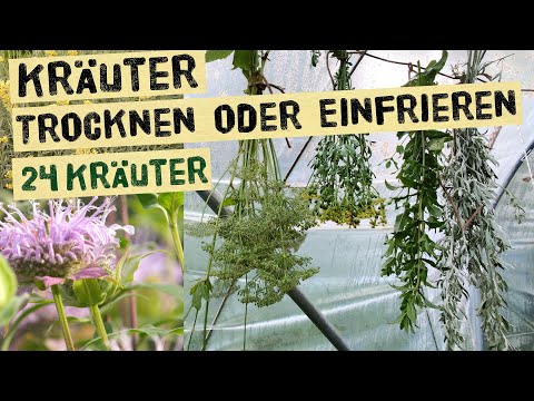 Video: Anbau von Baldriankräutern - Informationen zur Verwendung und Pflege von Baldriankräutern