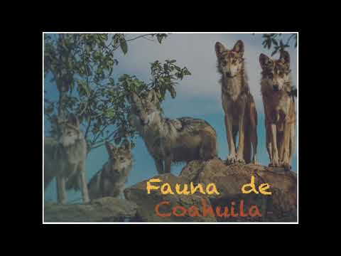 Fauna de Coahuila - Tercer grado