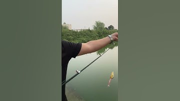 Cần câu máy ngang rút gọn 33cm, 1,8m, câu lure - how to use a spinning reel #1 #fishing #shorts