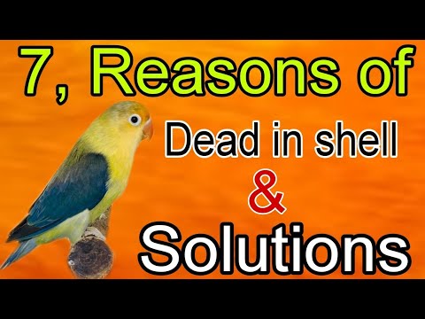 7, Reasons of dead in shell and solutions | Reasons and solutions of ...