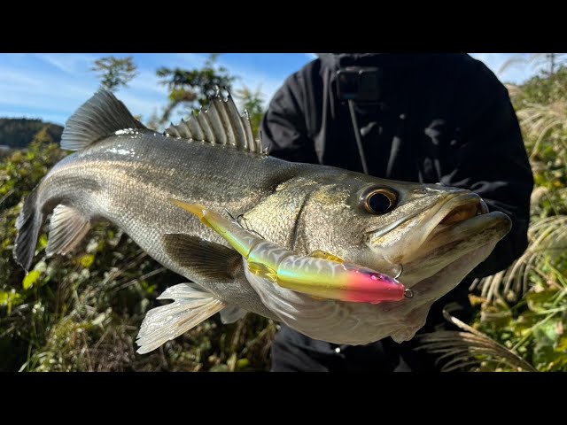 中部地方遠征】ダウスイシーバス&46都道府県ナマズ制覇の旅 - YouTube