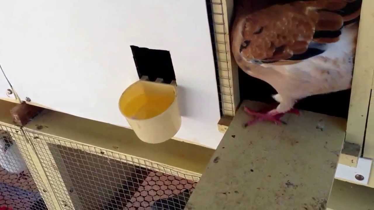 Seis hembras robando y nadie pone un macho