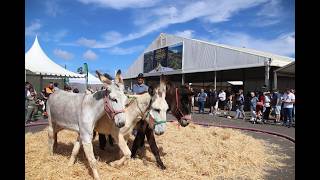 FERIA GANADO UGA 2026