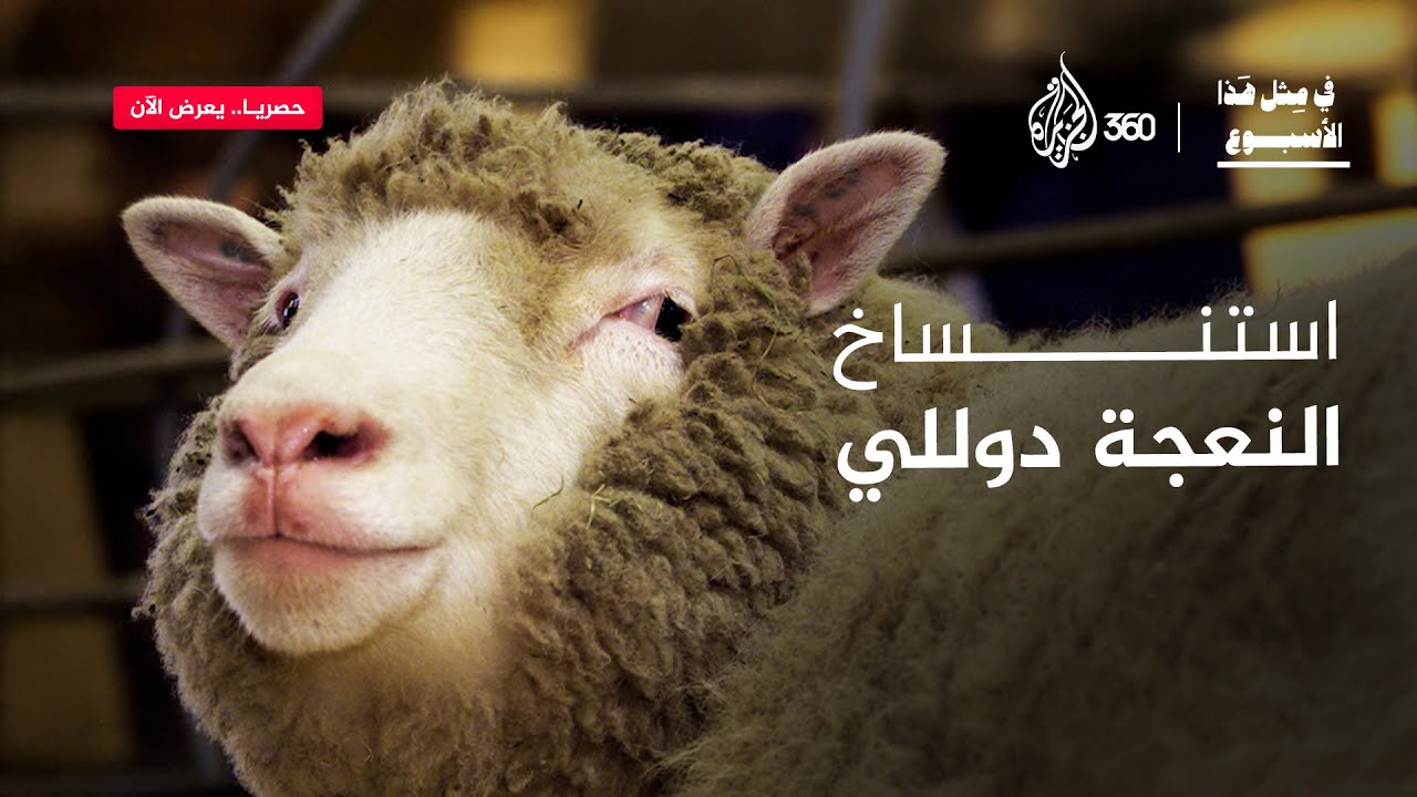 النعجة دوللي.. أول عملية استنساخ في العالم | في مثل هذا الأسبوع