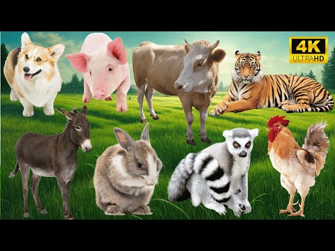 4K Wild Animal Sounds: Dog, Pig, Cow, Tiger, Donkey, Rabbit, Raccoon - Farm & Wild Animals United 4K Wild Animal Sounds: Dog, Pig, Cow, Tiger, Donkey, Rabbit, Raccoon - Farm & Wild Animals United