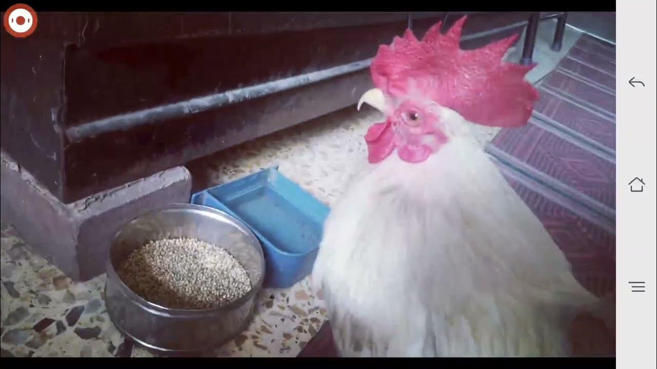 Pigeon Beat A Rooster Brave Pigeon REAL Story YouTube pigeon-beat-a-rooster-brave-pigeon-real-story-youtube