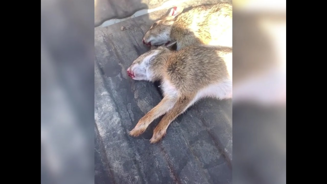 Rabbit hunting with dogs YouTube