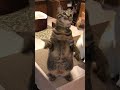 オタ芸する猫（※早送りではありません）Dancing Cat #shorts
