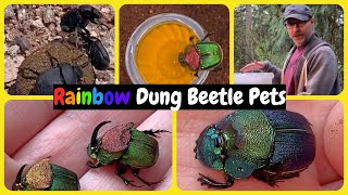 Phanaeus vindex Rainbow Dung Beetle Pets #phanaeus #rainbowdungbeetle