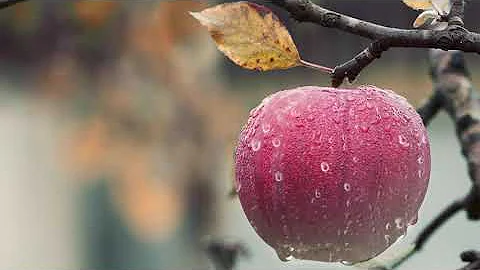 #Футаж яблоко после осеннего дождя ◄4K•HD► #Footage apple after autumn rain