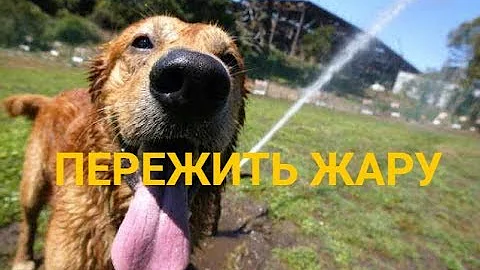 как ПОМОЧЬ СОБАКЕ пережить ЖАРУ